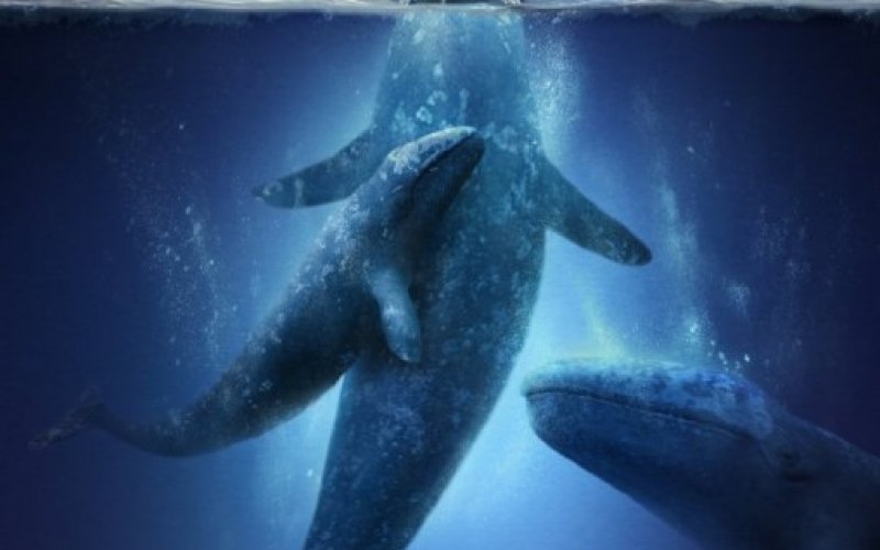 Big Miracle