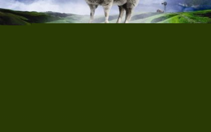 Black Sheep