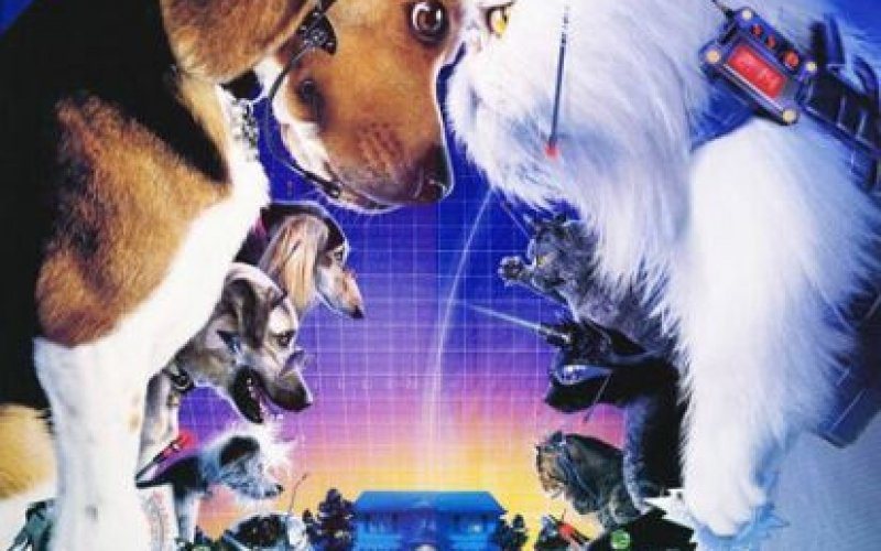 Cats & Dogs
