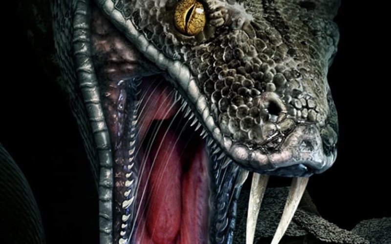 Megaboa
