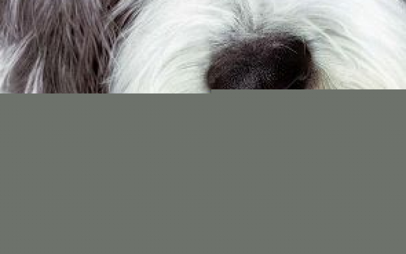 The Shaggy Dog (Película, 2006) | MovieHaku