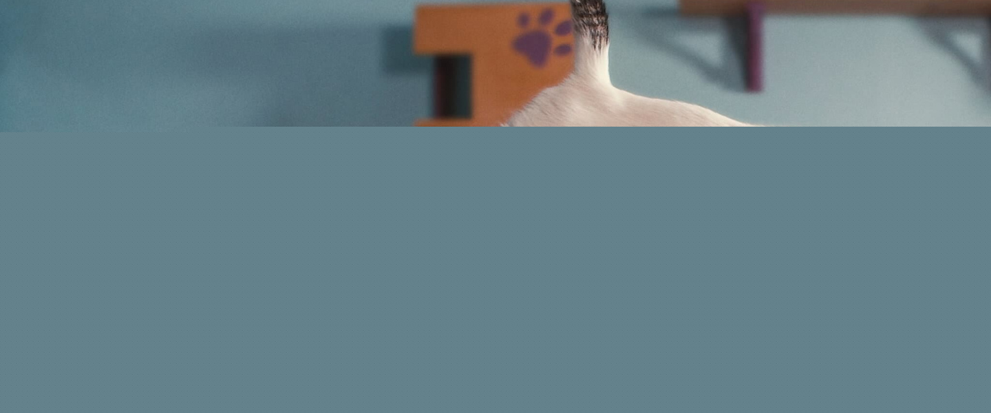 Trailer de Inside the Mind of a Cat