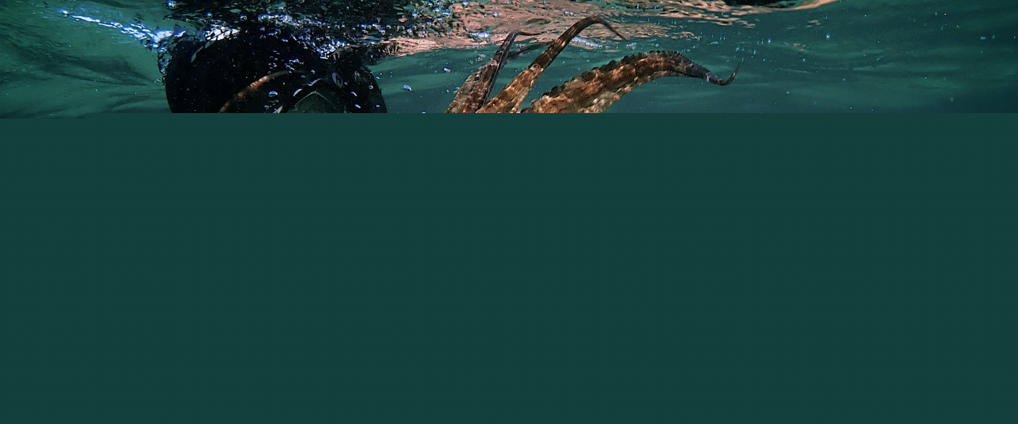 Trailer de My Octopus Teacher