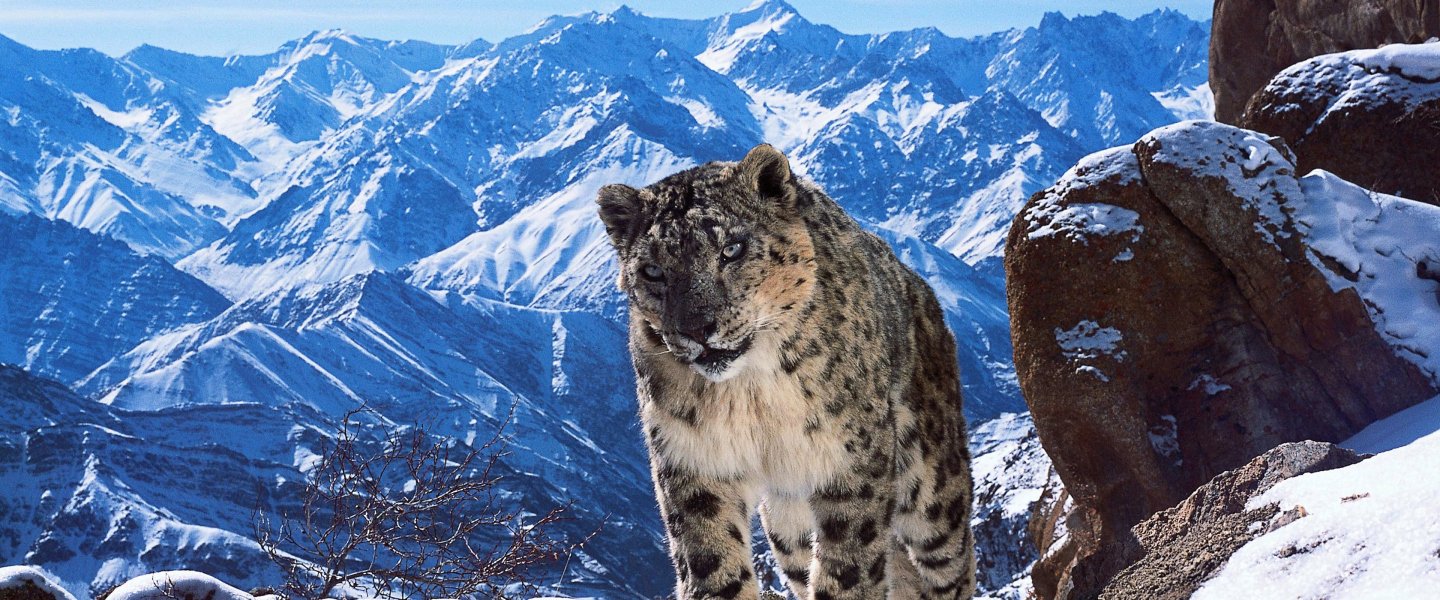 Trailer de Planet Earth II