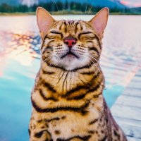 #cats_the_mewvie