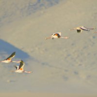Planet Earth II