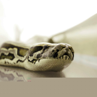 Snakes on a Plane
