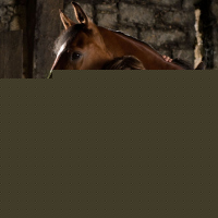 War Horse