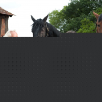 War Horse