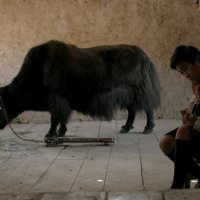 Lunana: A Yak in the Classroom