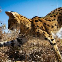 Planet Earth II