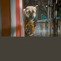 Como perros y gatos
