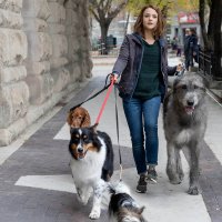 A Dog's Journey