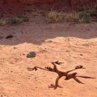 Coyote vs. Acme