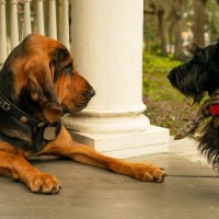 Lady and the Tramp