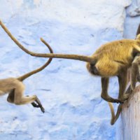 Planet Earth II