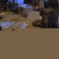 The Zookeeper