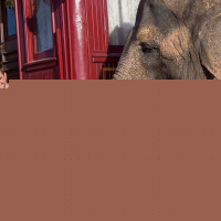 Water for Elephants
