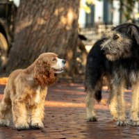 Lady and the Tramp