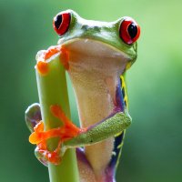 Planet Earth II