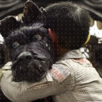 Isle of Dogs