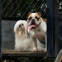 Lady and the Tramp