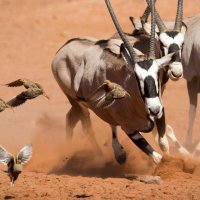 Planet Earth II