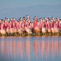 Planet Earth II