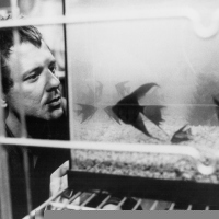 Rumble Fish