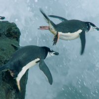 Planet Earth II