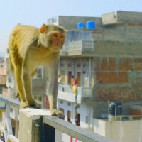 Planet Earth II