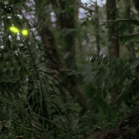 Predator