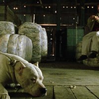 Bombón, el perro