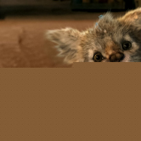 Chupa
