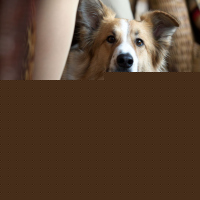 Darling Companion