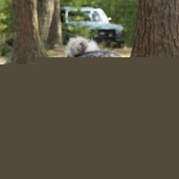 Furry Vengeance