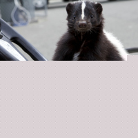 Furry Vengeance