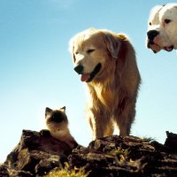 Homeward Bound: The Incredible Journey