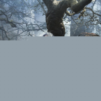 Into the Woods