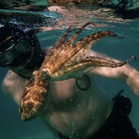 My Octopus Teacher