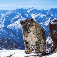 Planet Earth II