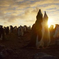 Planet Earth II