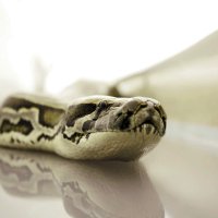 Snakes on a Plane