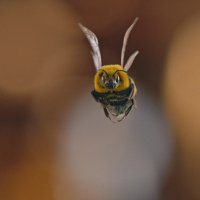 Man Vs Bee