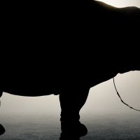 Okja
