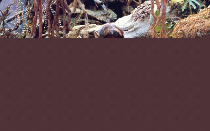 The Dark Crystal
