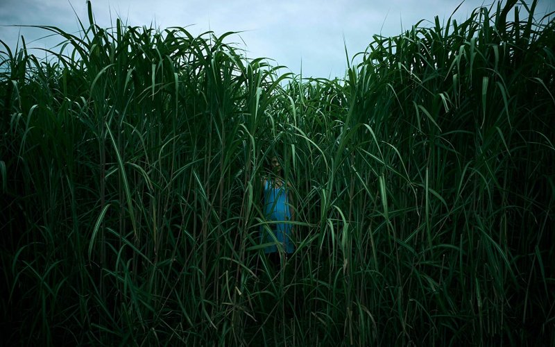 In the Tall Grass