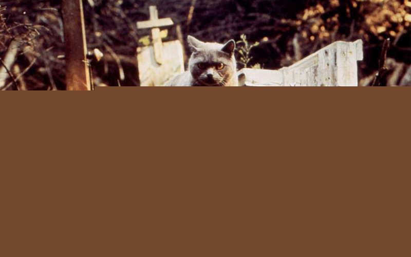 Pet Sematary