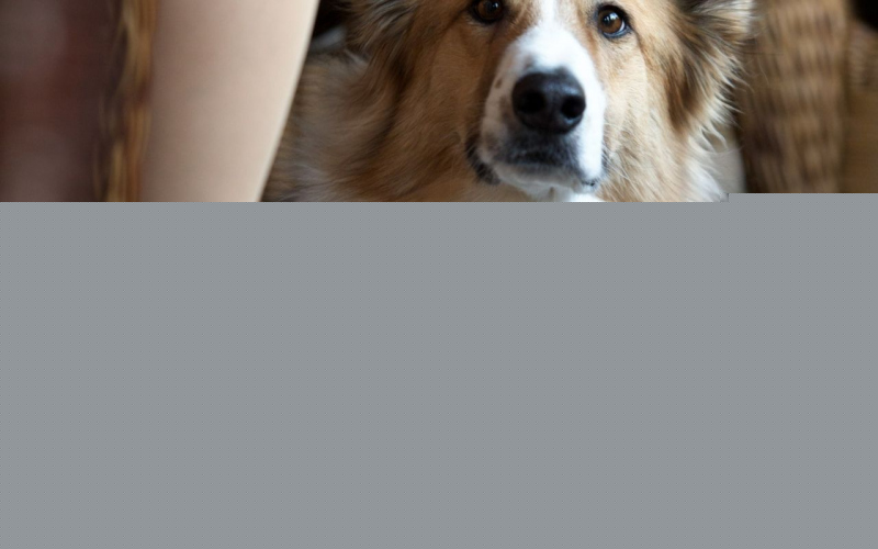 Darling Companion