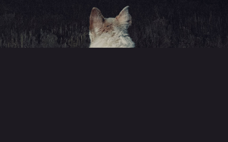 It Comes at Night